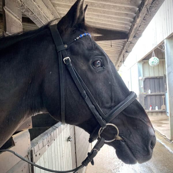Broomhill Manor Holiday Cottages Bude Cornwall Horse Riding
