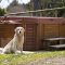 Broomhill-Manor-Dog-Friendly-Holidays Broomhill Manor Dog Friendly Holidays