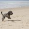 Cockapoo dog running on the beach