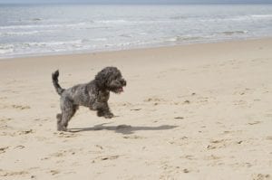 Cockapoo dog running on the beach Cockapoo dog running on the beach